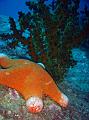 SIMILAN nov  2008 .PHOTO PHILIPPE (70)